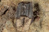 Hadrosaur (Edmontosaurus) Tooth & Bones in Sandstone - Wyoming #265689-1